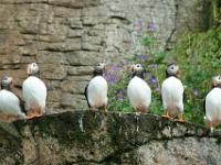 Papageientaucher aufgereiht auf Felskante